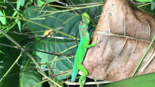 Approaching a lizard very closely until it jumps away, VERTICAL footage of an anole iguana lizard