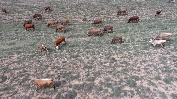 Big Crowded Herd of Cows Grazing on Barren Land of Terrestrial Climate