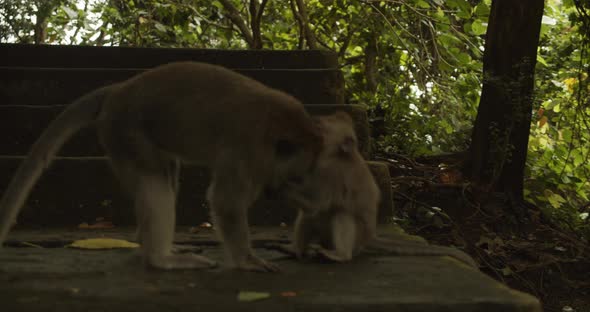 Macaque Monkey Playing and Fighting with a Baby Monkey in a Tropical Forest Monkey Sanctuary in Bali