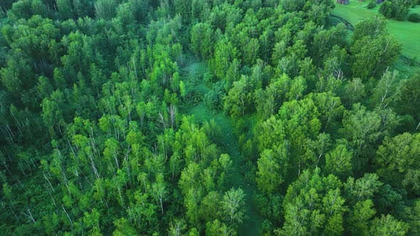 Flight over green forest in summer. Birch Grove. Aerial view