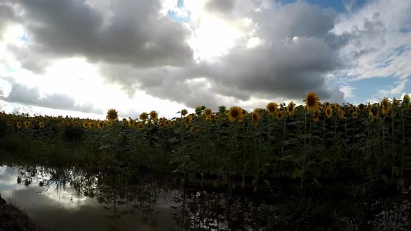 A stratocumulus cloud, characterized by large dark, rounded masses, usually in groups, lines, or wav