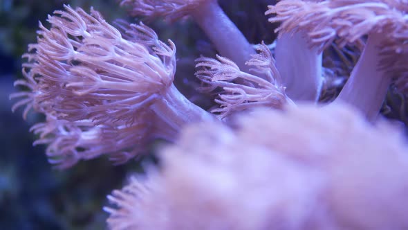 Soft Corals in Aquarium. Closeup Anthelia and Euphyllia Corals in Clean Blue Water. Marine