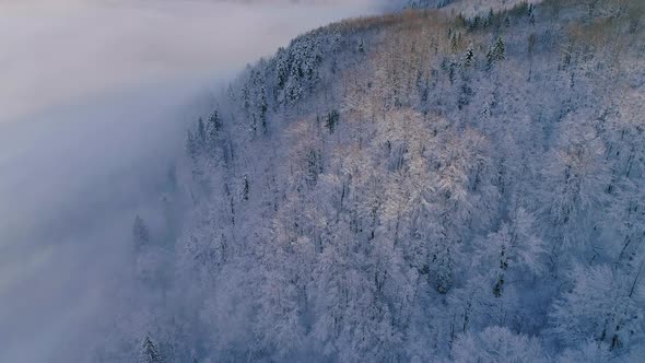 Aerial view of pine tree forest covered in snow and fog at winter