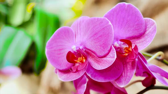 Red Orchids In The Garden 