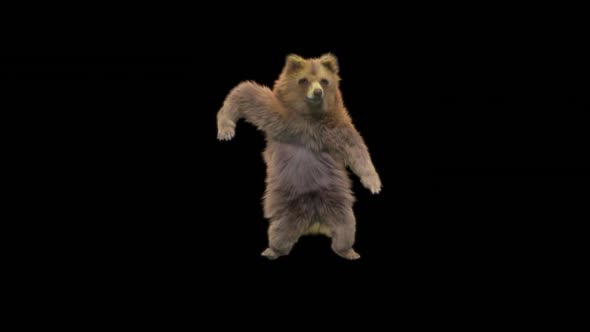 124 Bear Dancing HD