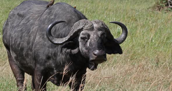 African Buffalo, syncerus caffer, Adult with Yellow Billed Oxpecker, buphagus africanus