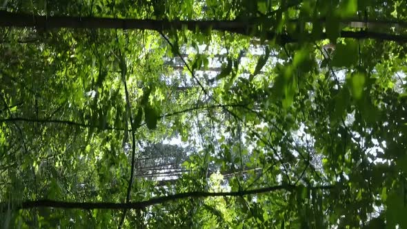 Vertical Video of a Beautiful Forest in Summer