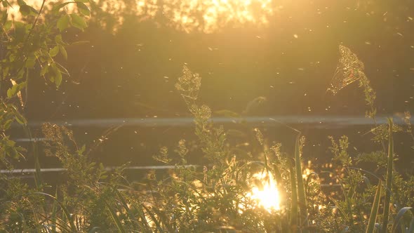 Gnats Midges and Insects Fly and Swarm at Sunset Over Pond