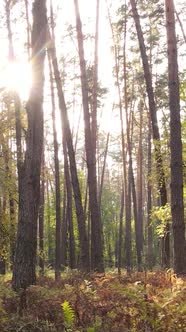 Vertical Video Forest with Trees in the Fall