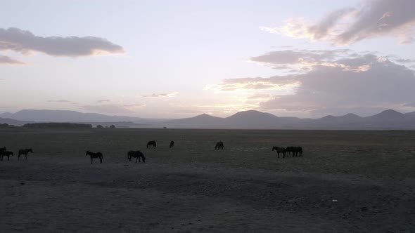 Horses Grazing in the Meadow