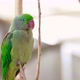 Colorful Parrot Sitting on a Rope - VideoHive Item for Sale