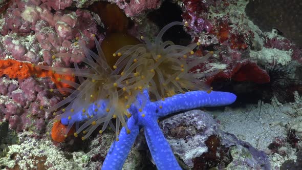 Orange sea anemone catching blue starfish to feed on during night on tropical coral reef