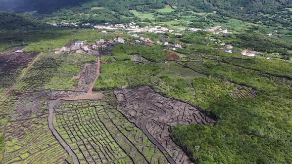 Grape Plantations in the Azores