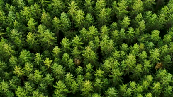 Flying Over Green Pine Tree Tops, Drone Stock Footage