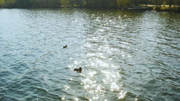 Two Ducks Swim on the Lake at Dawn.