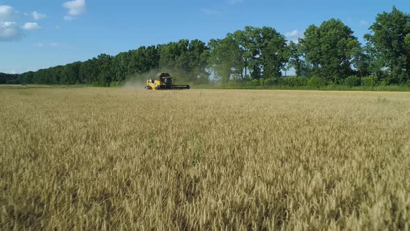 Aerial Drone Footage. Low Flight To Combine Harvester Gathers the Wheat. Harvesting Grain Field alt