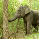 asia elephant in tropical forest - VideoHive Item for Sale