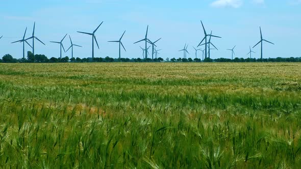 A field ripening and in the wind sways ears of wheat with electricity generators