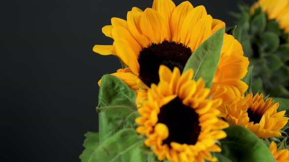 Rotating Footage of Sunflowers