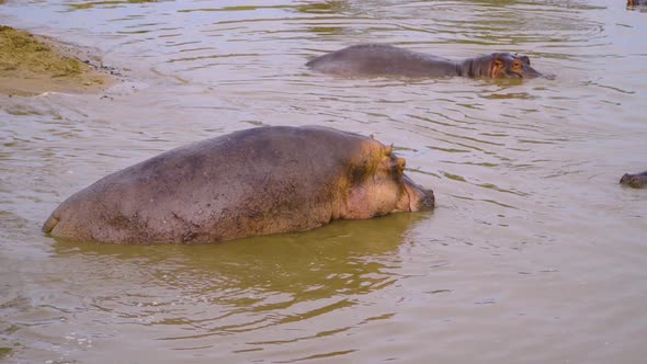 hippos resting in the water under the sun of the African savanna