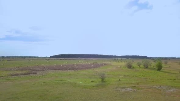 White Storks Fly Over Green Fields