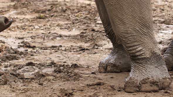 Big Animal Elephant Foot Walking On Soil 1