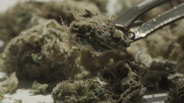 Marijuana. Cannabis. Hemp. Close-up.