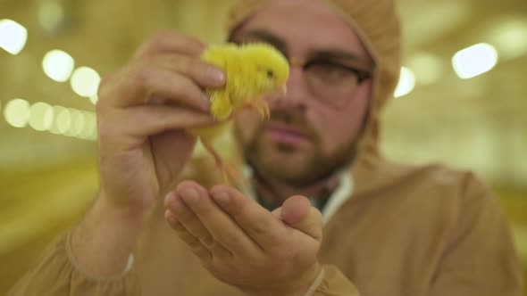 The Worker Examining the Chicken Growth at Camera