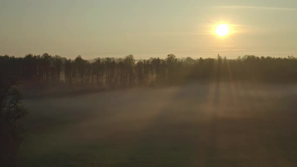 Field and Forest