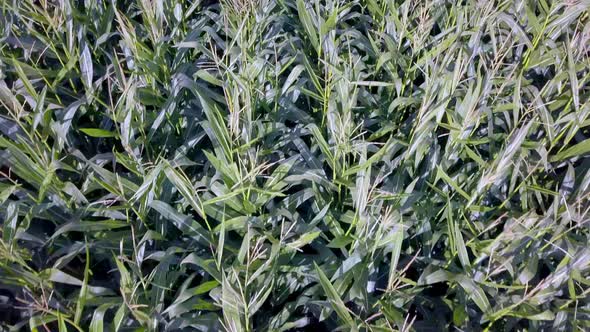 Cornfield plants in the village of Valdaora di Mezzo near Lake Braies Italy, Aerial tilt up reveal s