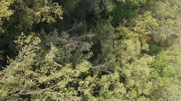 Vertical Video Aerial View of Trees in the Forest