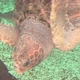 Hawksbill Sea Turtle - VideoHive Item for Sale