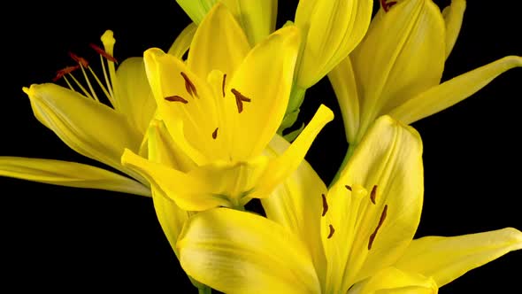 Time Lapse of Beautiful Yellow Lily Flower Blossoms