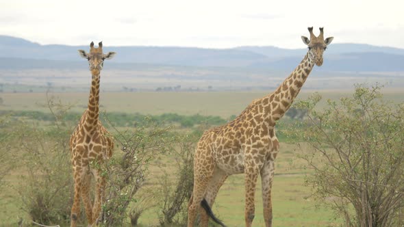 Two giraffes in Africa