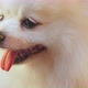 cute lovely white color pomeranian little lap dog animal best friend of human - VideoHive Item for Sale