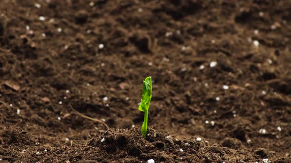 Growing Plants in Spring Timelapse, Sprouts Germination Newborn Plant in Greenhouse Agriculture