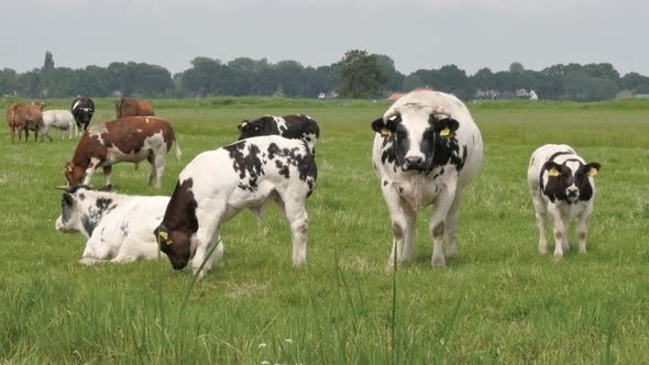 Black and white cows in the meadow grazing and looking around