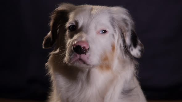 Cute Mini Australian Shepherd Dramatic Portrait, Head Tilt, Barking