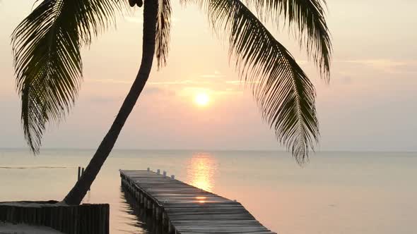 Tropical Sunrise Palm Tree