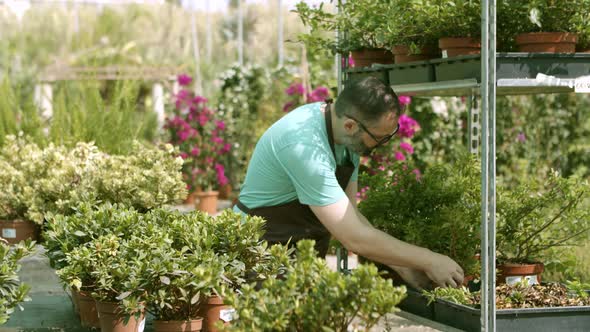 Greenhouse Male Owner Selecting Home Plants for Sale