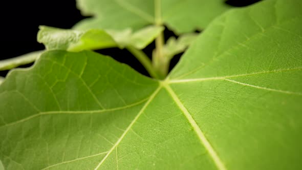 Camera Pans Over Green Leafs on Black Background