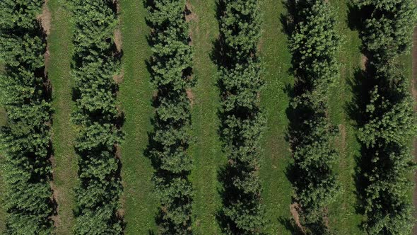 Aerial top down view of rows of apple trees in the orchard at a farm in Washington.