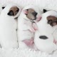 Newborn Puppy Sleeping on White Blanket - VideoHive Item for Sale