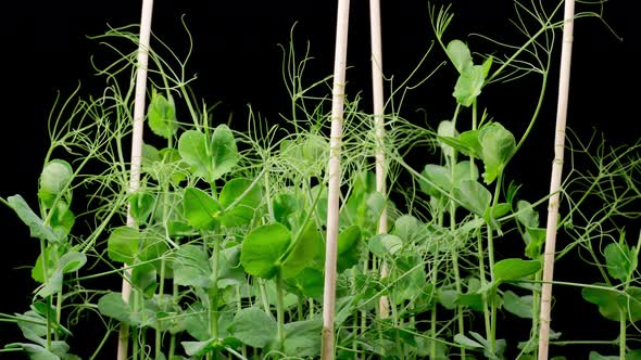 Time Lapse of Growth Green Peas Beans Plants