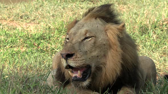 Static close up of male lion panting heavily on hot summer day