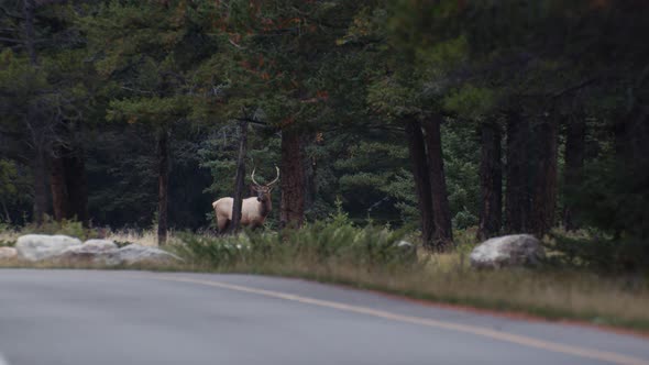 Elk Bull male charging in forest