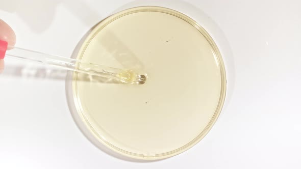 Transparent Yellow Fluid Oil From a From Pipettes Dripping Into Petri Dishes