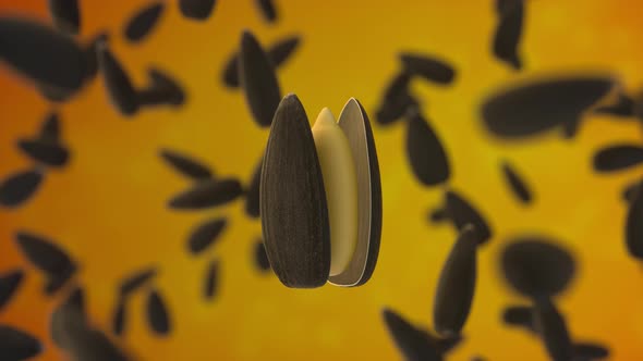 Black sunflower seeds on orange background