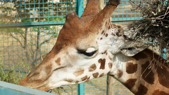 A giraffe with a long neck eats grass. Animals in captivity at the zoo.