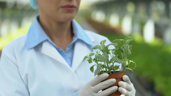 Botanical Specialist Examining Plant Leaves, Environmental Analysis, Agriculture